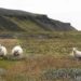 Tres ovejas vigilando su territorio