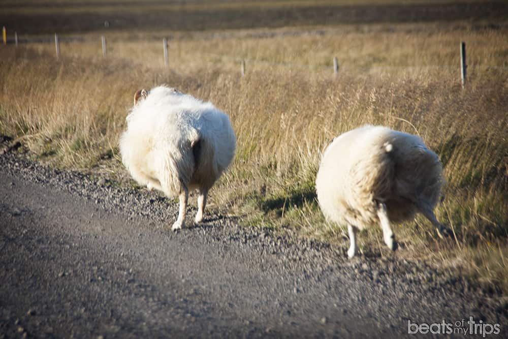 Gerduberg columnas de basalto ovejas islandesas viajar por Islandia por libre peninsula Snaefellsness