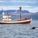 ver ballenas islandia whale watching husavik que ver islandia cuándo excursión invierno verano