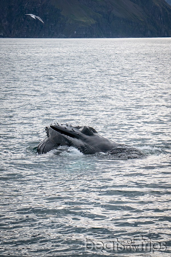 ballena jorobada qué ballenas ver Islandia cetáceos