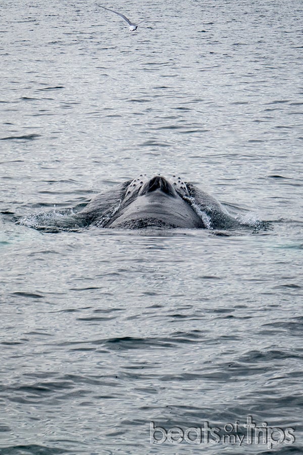 Islandia excursión ver ballenas Husavik norte